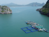 Quảng Ninh hướng đến nuôi trồng thủy sản bền vững với lồng bè HDPE