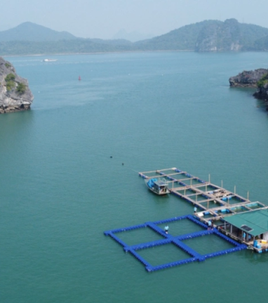 Quảng Ninh hướng đến nuôi trồng thủy sản bền vững với lồng bè HDPE
