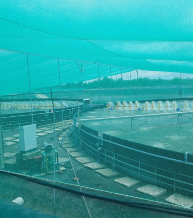 Lót bạt HDPE cho năng suất tôm tăng 50%