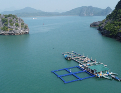 Quảng Ninh hướng đến nuôi trồng thủy sản bền vững với lồng bè HDPE
