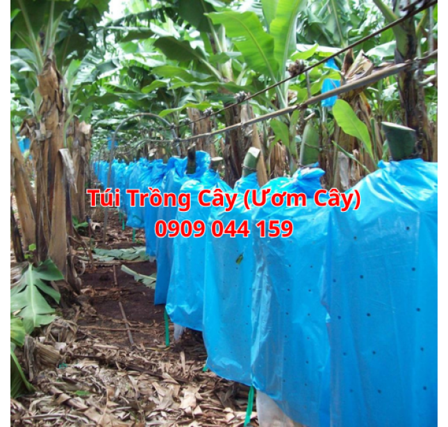 Túi Trồng Cây (Ươm Cây)